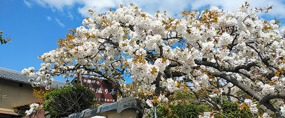 織り善入り口に咲く牡丹桜